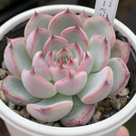 超人気品種！★ブルーベリームーン 多肉植物 自家栽培 国産