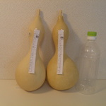乾燥ひょうたん 27.1㎝と27.3㎝ ２本セット⑧
