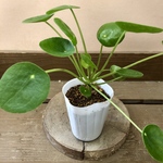 観葉植物　ピレア ペペロミオイデス
