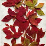 H-75 押し花 どうだん 紅葉 10枚