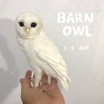 メンフクロウ(アルビノ)♡
