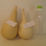 乾燥ひょうたん 23.2㎝と20.2㎝ ２本セット57