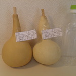 乾燥ひょうたん　18.5㎝と18.1㎝ ２本セット62