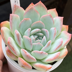 ★ウォーターリリー 多肉植物 自家栽培 国産