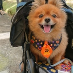 ハロウィン🎃バンダナシュシュ(ドでかネクタイ)