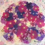 ♡new♡作家様必見♡押し花MIXセット♡押し花セット