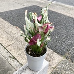 希少♡  開花株♡ 発色良好♪  カラー  フローズンクイーン 