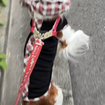 犬服　ブラックスムースニット　背中スナップ釦全て開きタンクトップ　新作💕