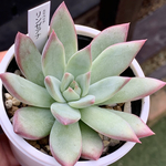 超人気品種！★リンゼアナ 多肉植物 自家栽培 国産