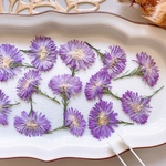 【押し花素材】孔雀アスター　八重咲き　紫　　pressed flowers