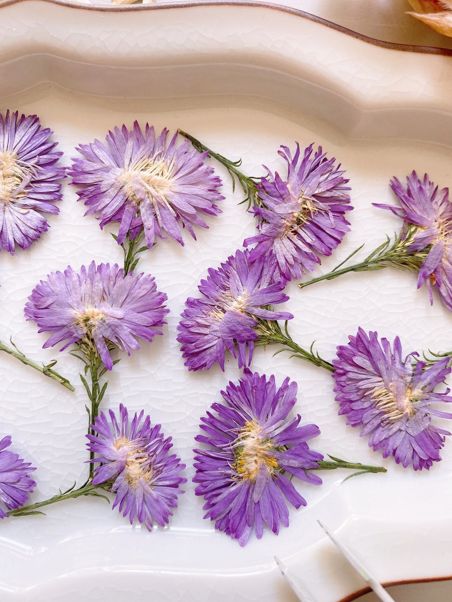 押し花素材】孔雀アスター 八重咲き 紫 pressed flowers - m