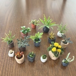 ミニチュア観葉植物  大容量鉢植え15個セット