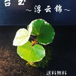 ミニ石蕗苔玉（浮雲錦）