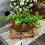 幸運を呼び込んでくれる☆ペペロミア☆デピーナ☆観葉植物☆風水