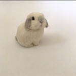 うさぎ 羊毛フェルト ロップイヤー ホーランドロップ ミニうさぎ フロスティ