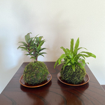 【送料無料】観葉植物のまん丸苔玉2個セット
