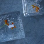 【秋氷】- 無香 二粒入り -