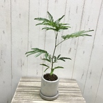 エバーフレッシュ ネムノキ  セメントポット 受皿付 white wash