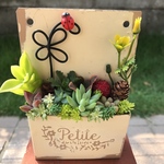 ★送料無料★♡そのまま飾れる♡てんとう虫ピック付き♬多肉植物寄せ植え╰(*´︶`*)╯♡