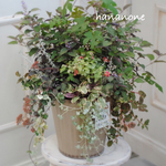 シックなリーフの寄せ植え