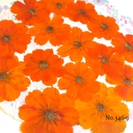 ♡new♡小さめ！オレンジコスモスのオーダー押し花♡押し花セット