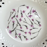 花火草(押し花)