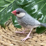SN様　オーダー品　羊毛フェルト　シルバー文鳥