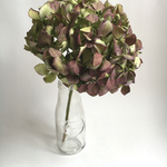 アンティークカラーのあじさい