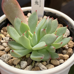 falco0527様 追加同梱分！★赤鬼（2頭）多肉植物 自家栽培 国産