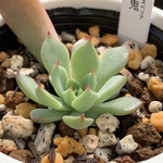 超レア品種！★赤鬼 多肉植物 自家栽培 国産