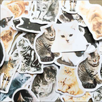 猫 32枚 サンキューカード セット