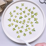 【押し花素材】ブプレリウム　ミニ　　pressed flowers