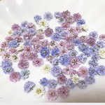NO.2  かすみ草約100粒
