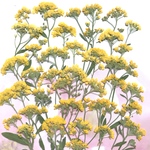 黄色いアリッサムの押し花