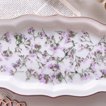 【押し花素材】カラミンサミニ　ピンク　　pressed flowers