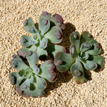 多肉植物　韓国苗　レインドロップ
