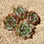 再入荷！韓国苗Echeveria 水蜜桃