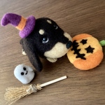 ダックス子犬さん　ハロウィン🎃