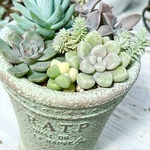 レア品種入り♡気まぐれ寄せ植え＊多肉植物＊鉢ごと