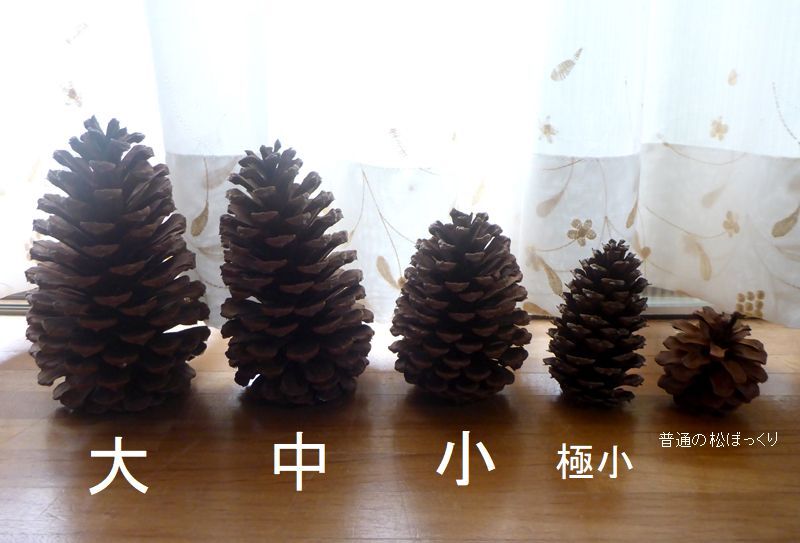 ◆オーダー用◆ダイカット 松ぼっくり ダイオウマツ 松ぼっくり（大）5個 - TYAMISE'S GALLERY | minne byGMO
