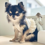 プチフルールのショート丈タンクトップ【カラーネップ】犬服