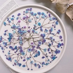 【押し花素材】かすみ草　ブルー×ピンク　　pressed flowers