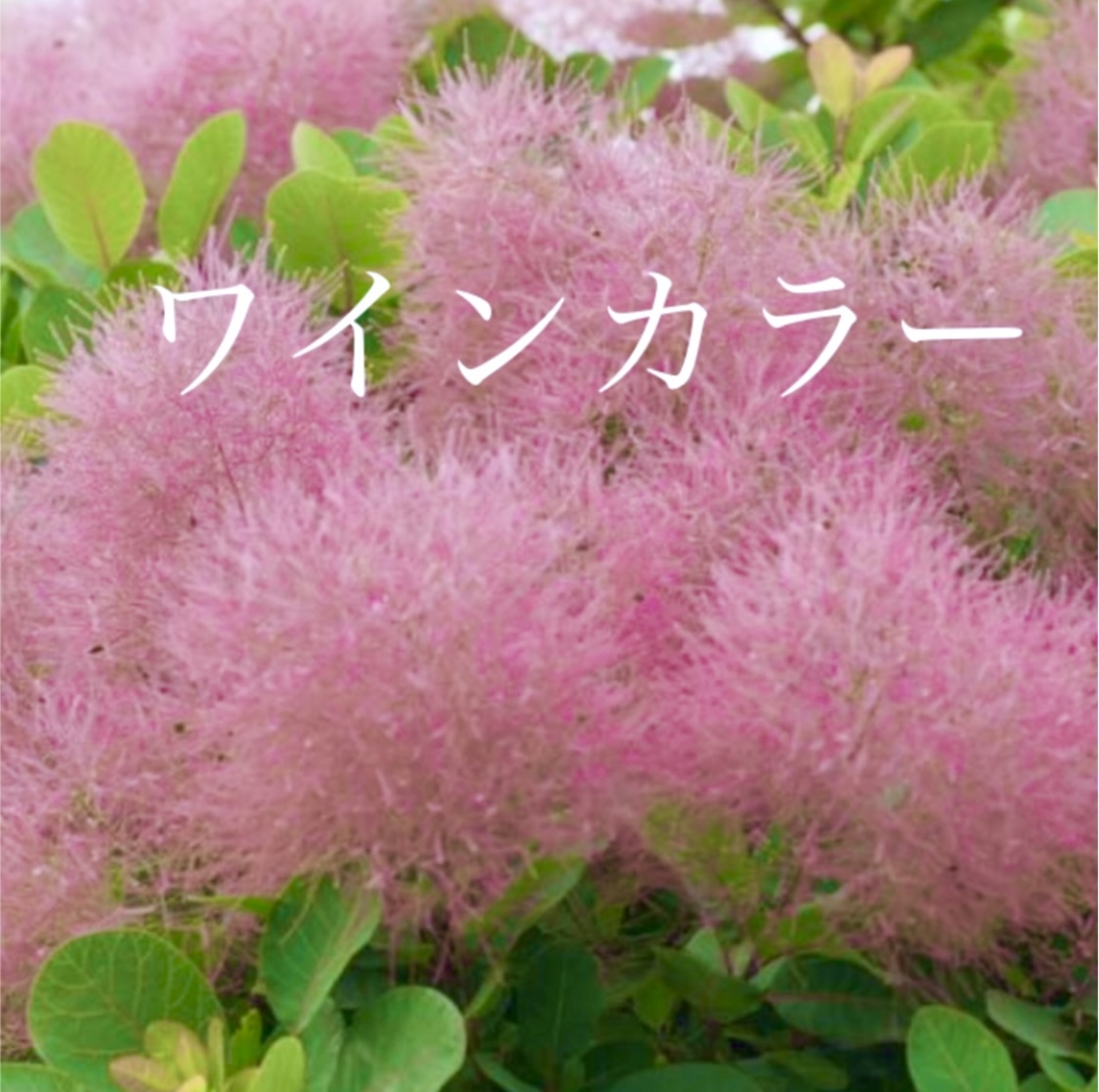 1a677181ff1cc60f8275c02f6408f2