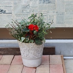 深紅のフォーチュンベゴニアの寄せ植え
