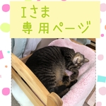 チロリアンリボンの首輪　花模様