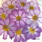 ♡new♡作家様必見♡ 可愛いコスモスお花がいっぱい♡ 押し花セット