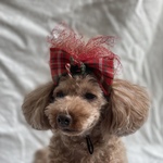 クリスマスチュール付きリボン🎀ペットアクセサリー