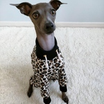 オーダー犬服 レオパード スウェット ロンパース