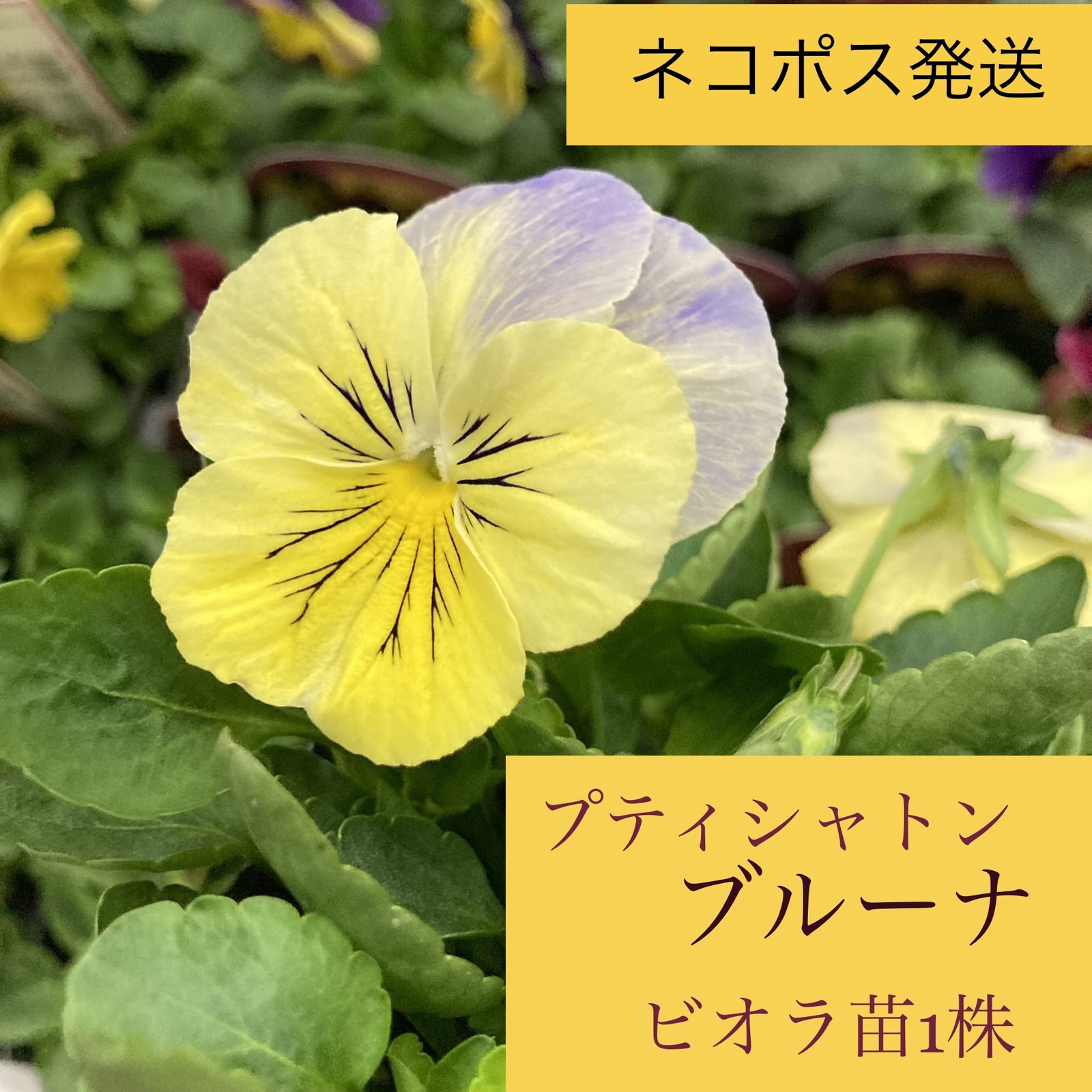 超強棘 瑞晃竜 超希少品種エキノフォスロカクタス特選極上株