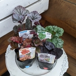 🍂育ててみたい植物♡ヒューケラAセット